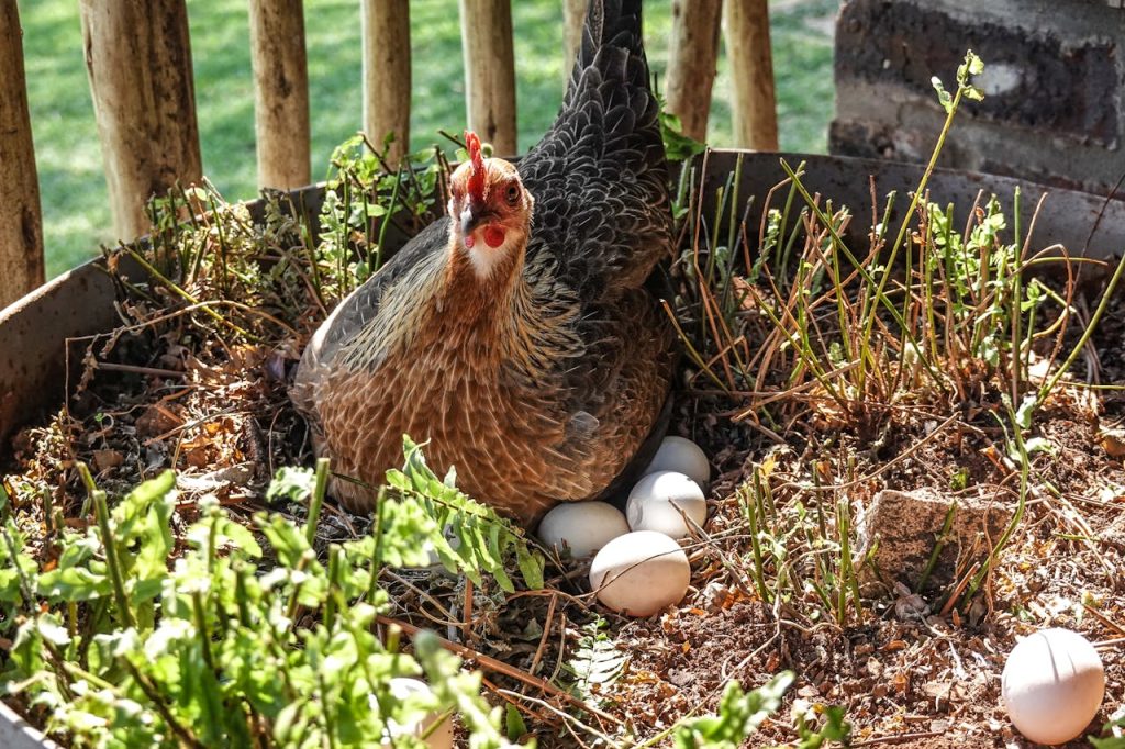 A hen calmly nesting with several eggs in an outdoor garden environment.