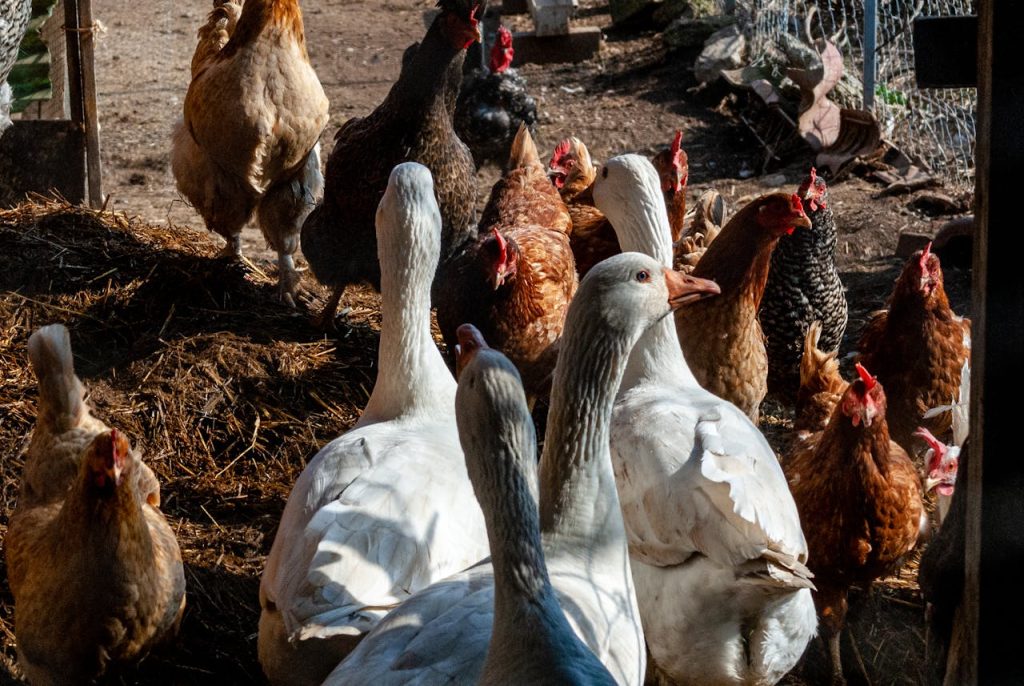 Chickens and geese gather in a rural farmyard in Ohrid, North Macedonia.