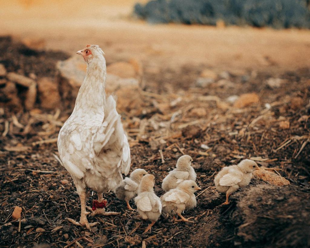 A mother hen with her five fluffy chicks exploring a rustic outdoor farm scene.