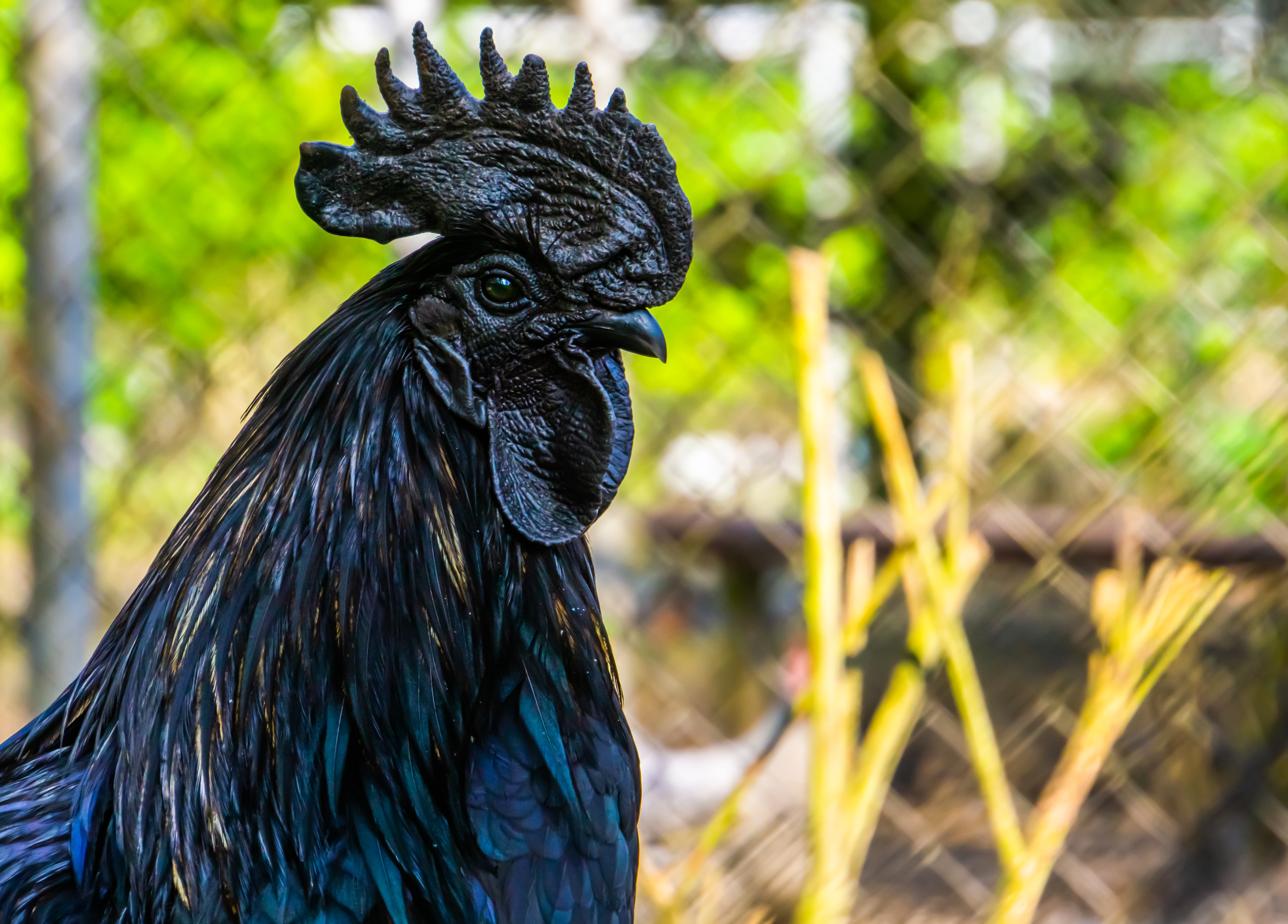 Ayam Cemani heritage breed