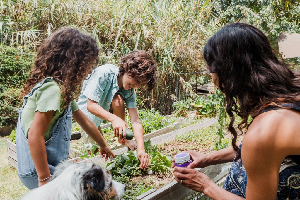 Latin single Mother and children harvesting fruits and vegetables in the vegetable patch, agriculture concept at summer, hispanic family with little daughter and son in Mexico Latin America
