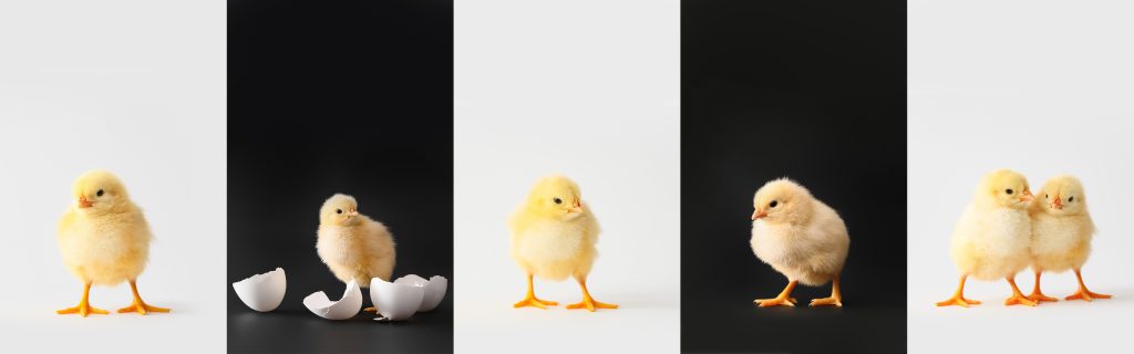 Collage with cute chicks on black and white background