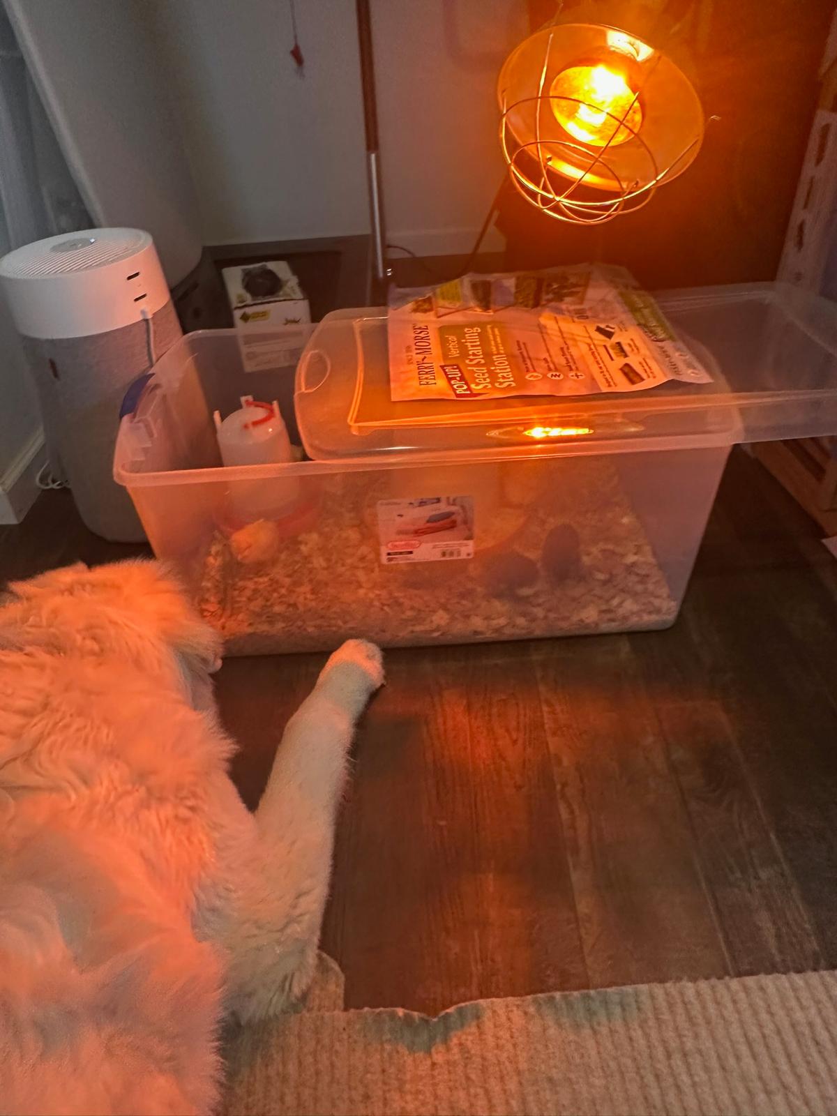 Casper watching over the chicks in the brooder