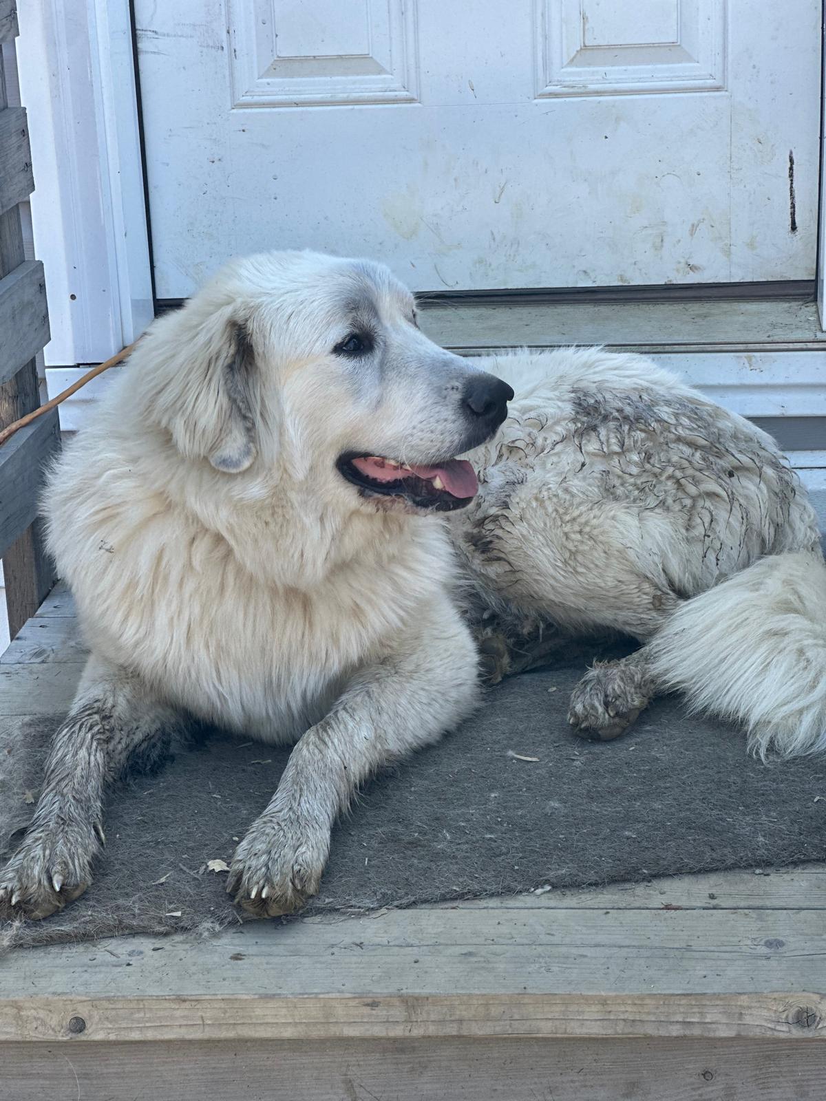Casper resting on the porch
