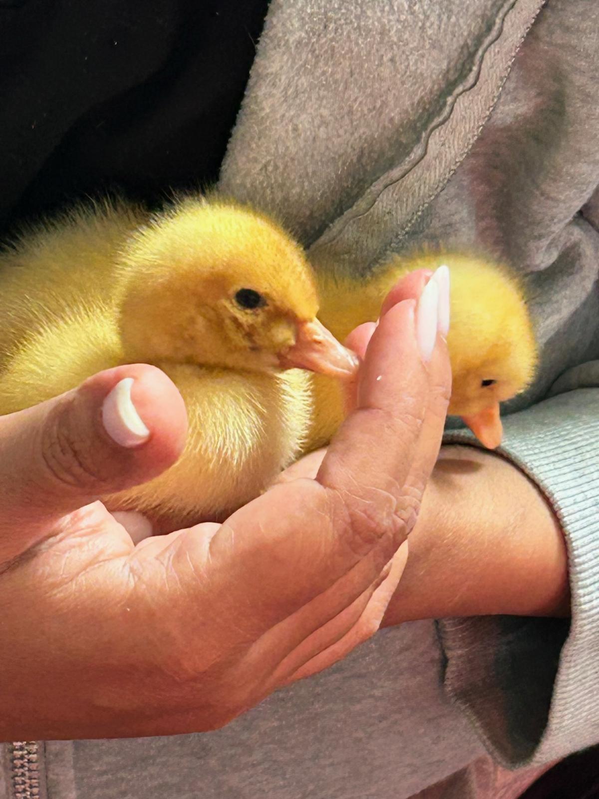 Baby duckling gently held at Tournesol Farm