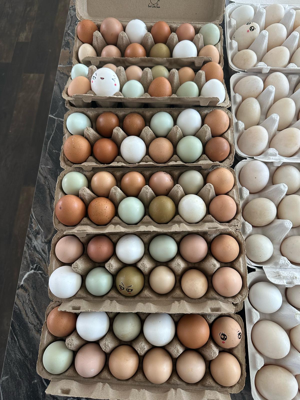 Colorful pasture-raised chicken eggs in cartons at Tournesol Farm
