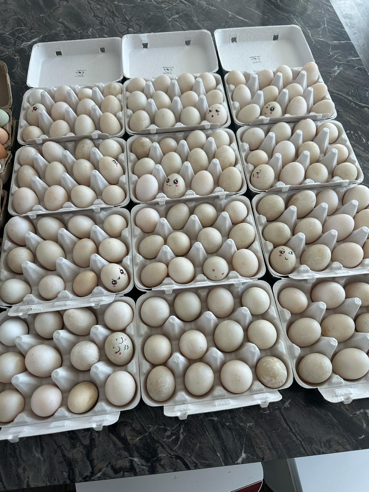 Pasture-raised duck eggs in cartons at Tournesol Farm