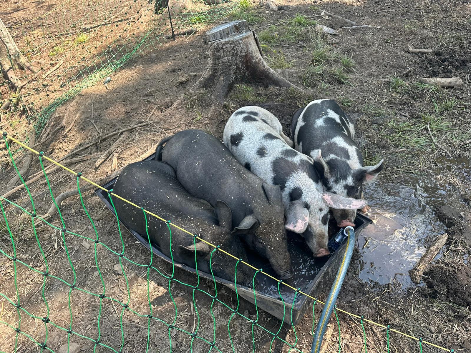 Pigs at the water trough at Tournesol Farm