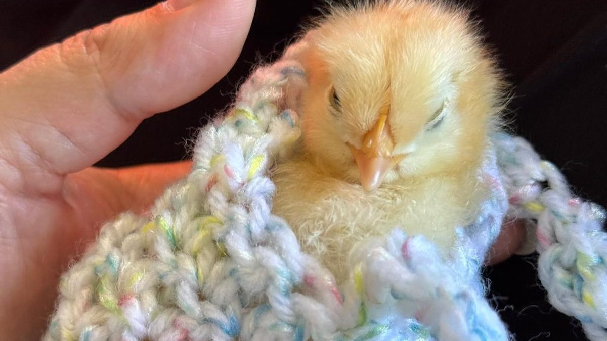 Heritage hen and rooster in coop at Tournesol Farm