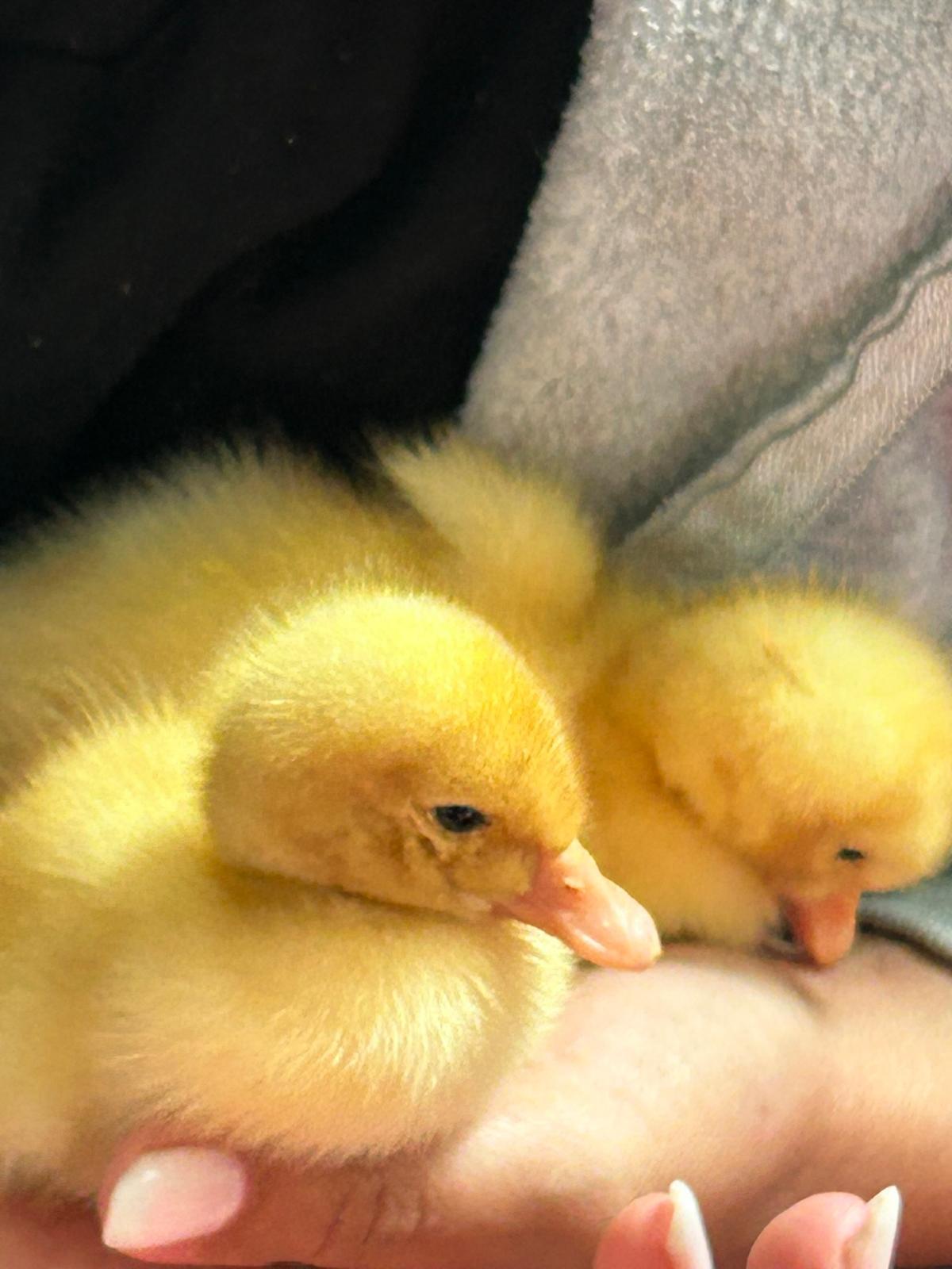 Two fluffy yellow ducklings at Tournesol Farm