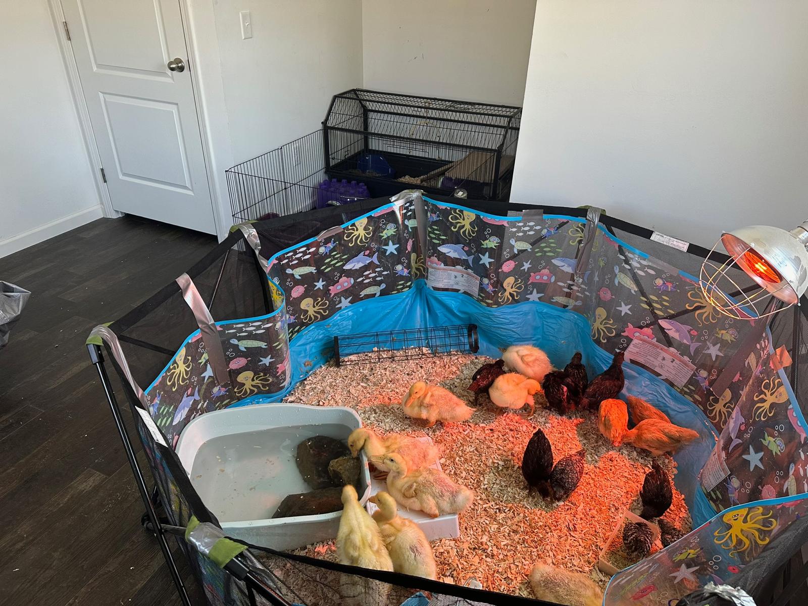 White ducks on the farm pond at Tournesol Farm