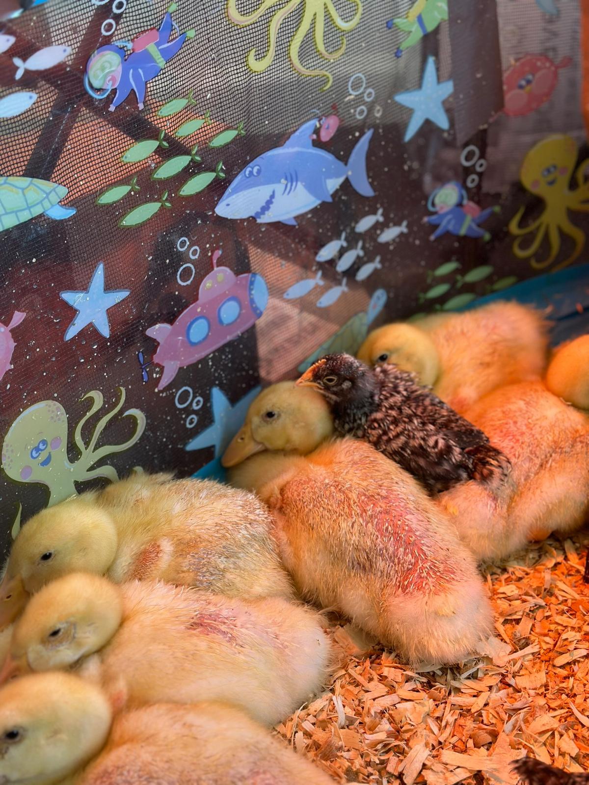 White ducks on the farm pond at Tournesol Farm