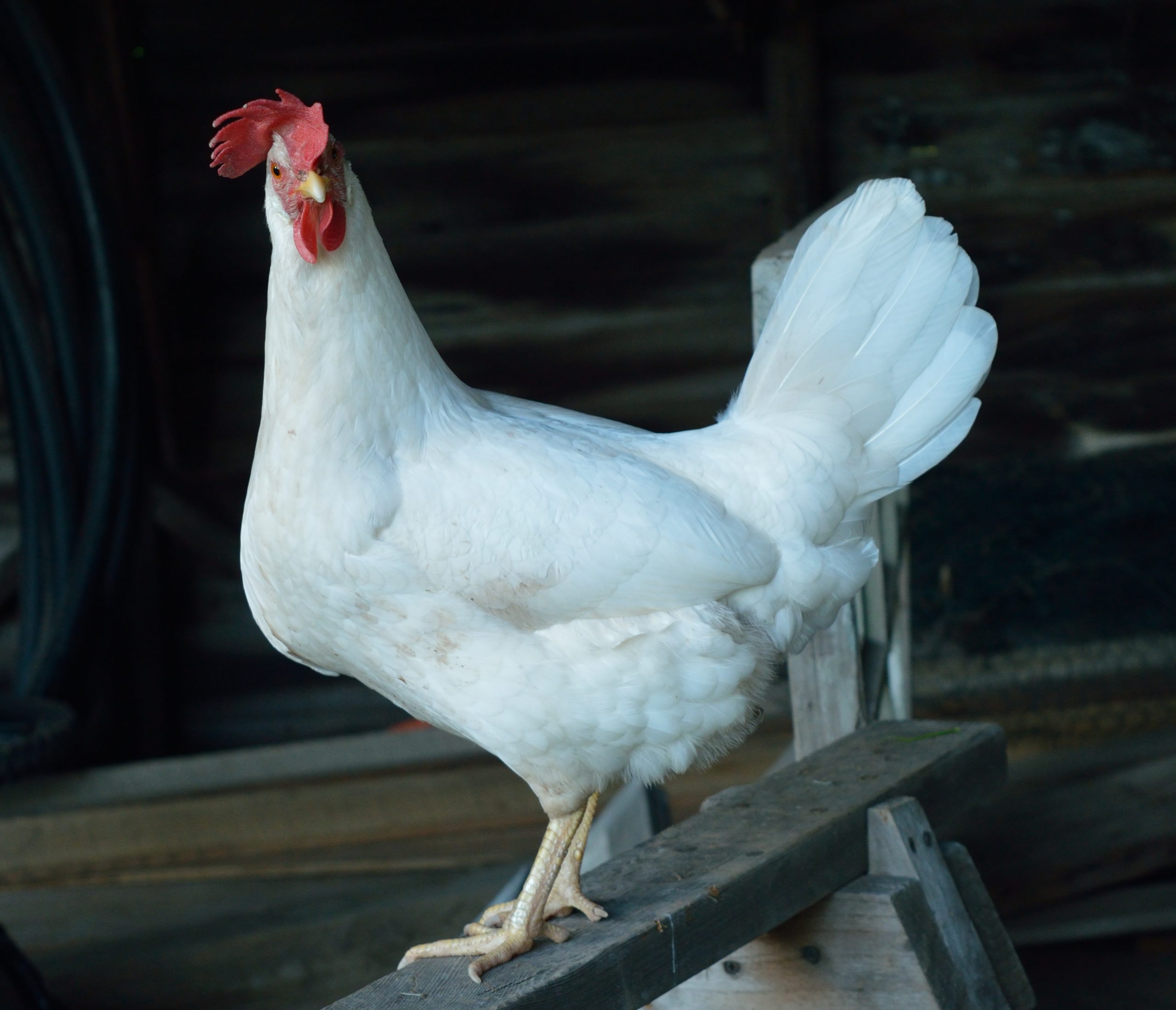 White Leghorn