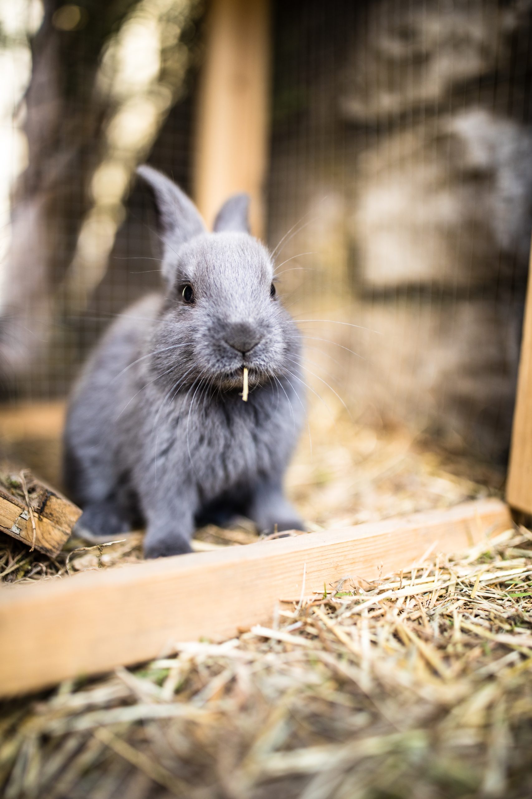 Why Rabbit Manure is the Best Fertilizer You Are Not Using