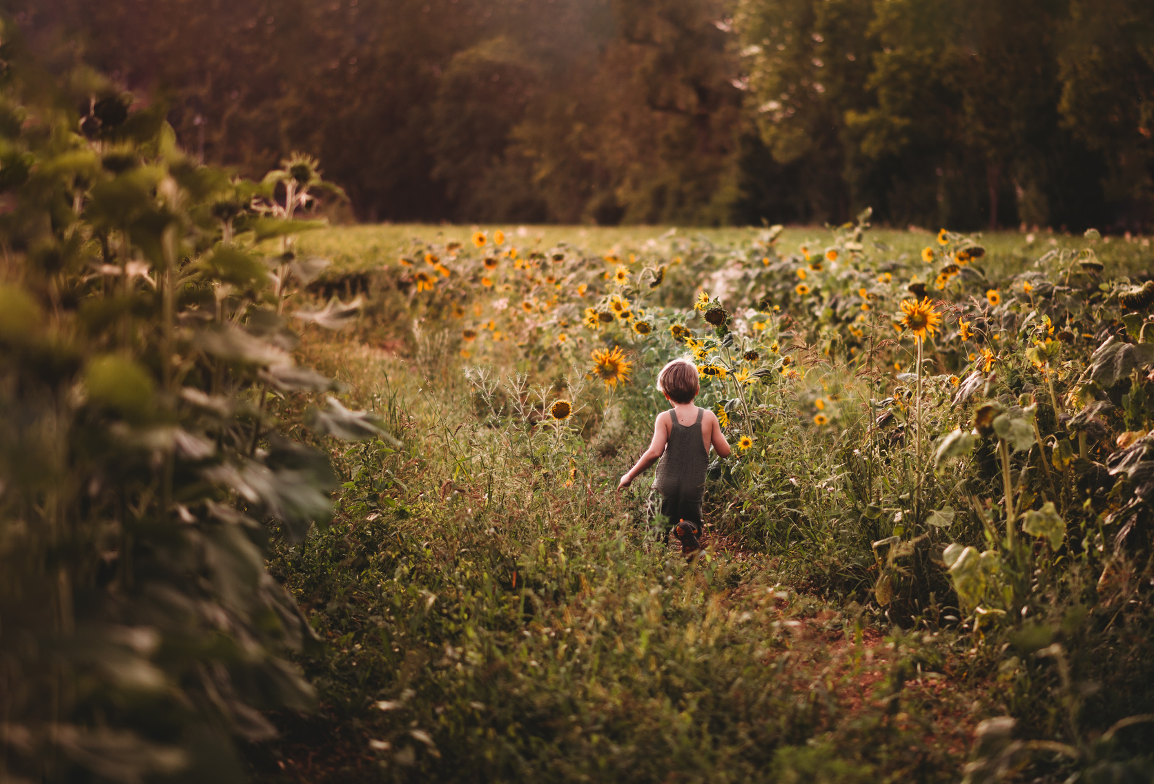 Child running through sunflower field
