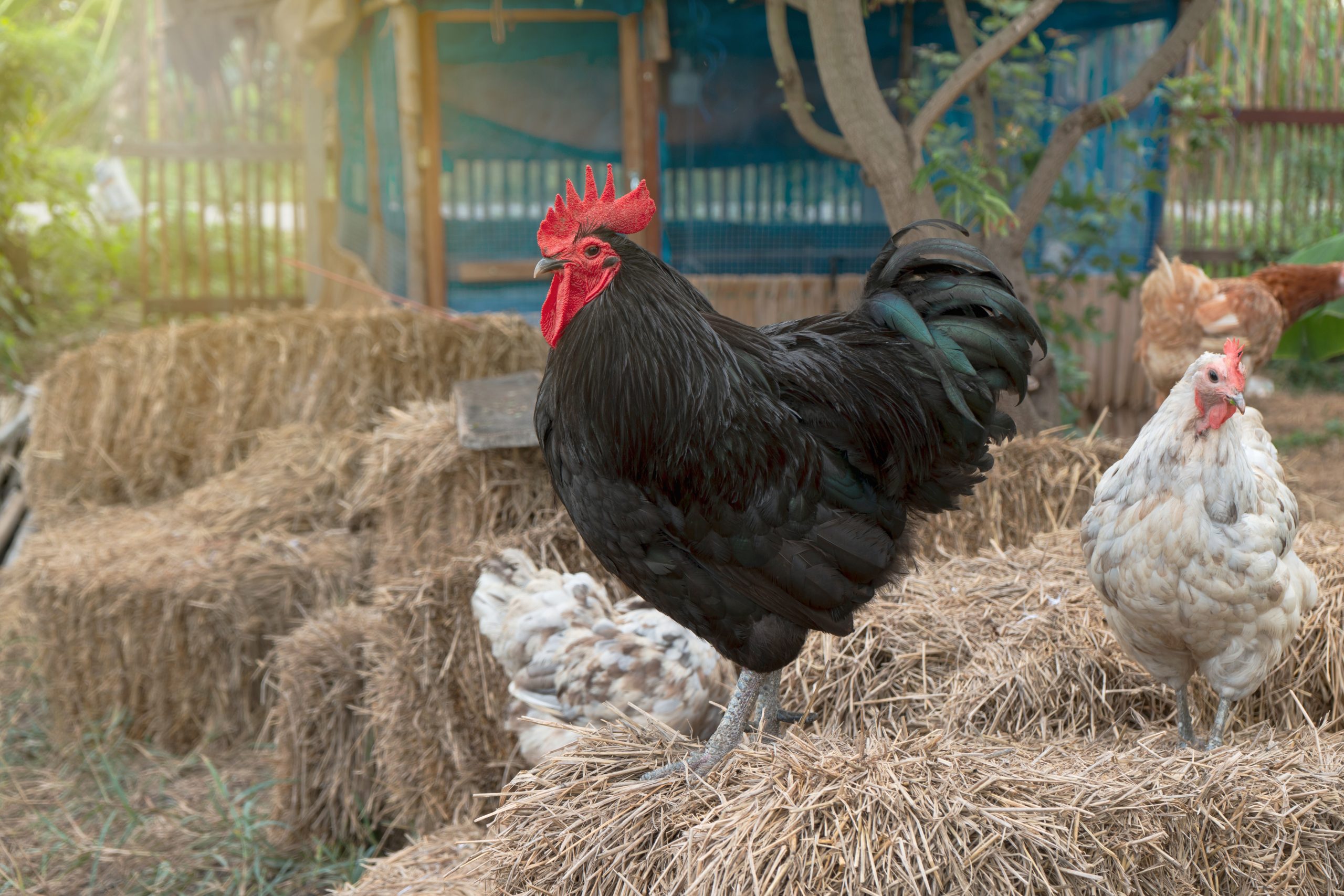 Australorp