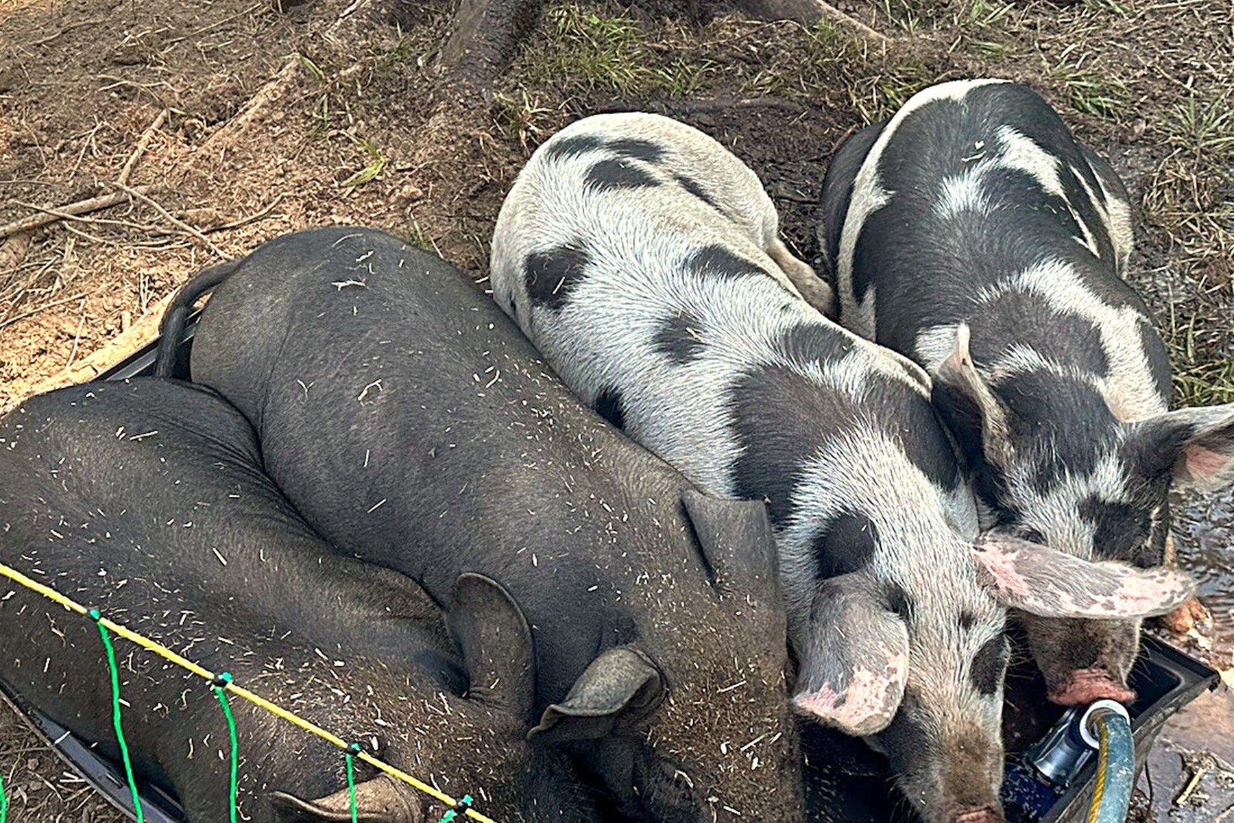 Heritage pasture-raised pigs resting in the sun at Tournesol Farm in Maine